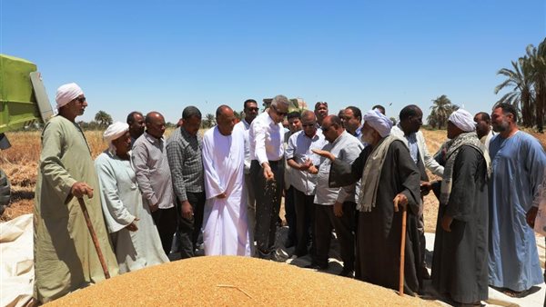 محافظ أسوان يعطي إشارة بدء موسم حصاد القمح 2025 بوادي النقرة محافظ أسوان يعطي إشارة بدء موسم حصاد القمح 2025 بوادي النقرة