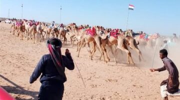 انطلاق فعاليات مهرجان الوادي الجديد لسباقات الهجن