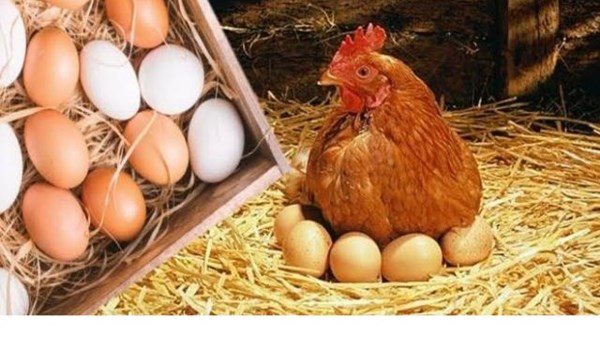 مفاجأة سارة.. انخفاض كبير في أسعار الدواجن والبيض رغم غلاء الوقود مفاجأة سارة.. انخفاض كبير في أسعار الدواجن والبيض رغم غلاء الوقود
