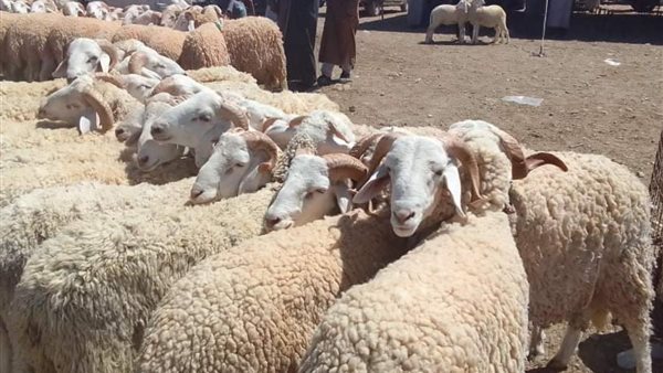 وقت ذبح الأضحية في السنة المطهرة