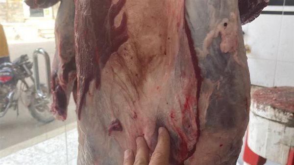 ضبط 2 طن لحوم ودواجن وأسماك مجمدة مخالفة خلال حملات بالشرقية ضبط 2 طن لحوم ودواجن وأسماك مجمدة مخالفة خلال حملات بالشرقية