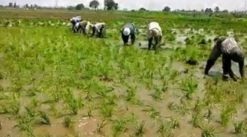 مزارعو أبو حماد يطالبون بإلغاء «غرامات الأرز» ويطالبون الحكومة بزيادة المساحات