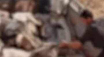 الداخلية تكشف تفاصيل ذــ.بح حمير فى قطعة أرض بالمنوفية| فيديو