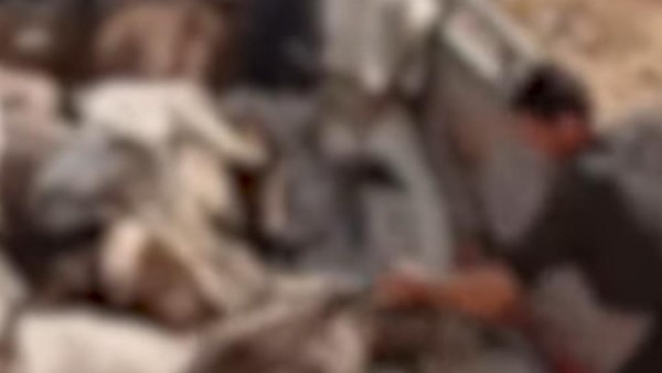الداخلية تكشف تفاصيل ذــ.بح حمير فى قطعة أرض بالمنوفية| فيديو الداخلية تكشف تفاصيل ذــ.بح حمير فى قطعة أرض بالمنوفية| فيديو