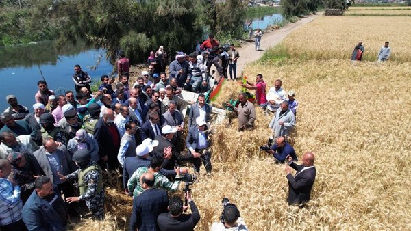 محافظ كفر الشيخ يطلق موسم حصاد القمح من البرلس محافظ كفر الشيخ يطلق موسم حصاد القمح من البرلس
