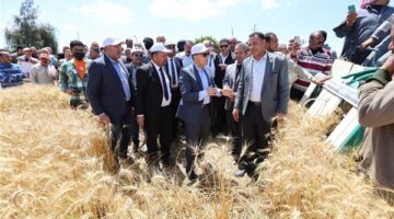 بدء موسم حصاد القمح بكفرالشيخ بحضور محافظ الإقليم