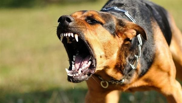 فتاة تتهم عضو مجلس نواب بأكتوبر بتسبب كلبه في إصابتها بقدمها فتاة تتهم عضو مجلس نواب بأكتوبر بتسبب كلبه في إصابتها بقدمها