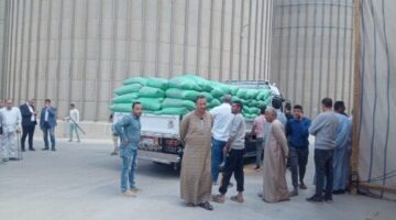 في أول أيام التوريد.. المنيا تستقبل 517 طن قمح في الشون والصوامع