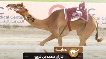 فوز الهابة ومبشرة بالسيفين الذهبي والفضي في ختام مهرجان سمو الأمير المفدى للهجن