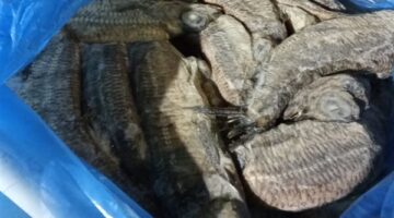 ضبط سيارة محملة بـ600 كيلو فسيخ ورنجة غير صالحة للاستهلاك بالفيوم