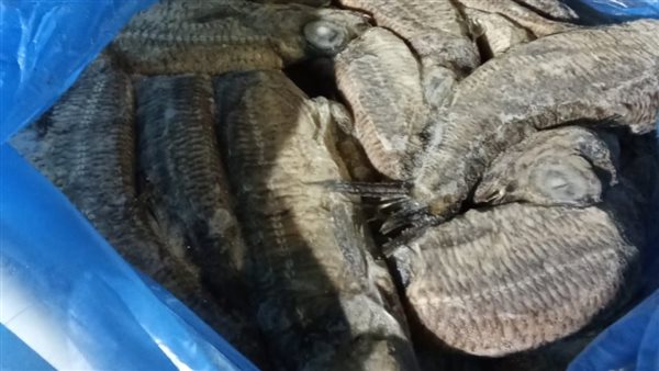 ضبط سيارة محملة بـ600 كيلو فسيخ ورنجة غير صالحة للاستهلاك بالفيوم ضبط سيارة محملة بـ600 كيلو فسيخ ورنجة غير صالحة للاستهلاك بالفيوم