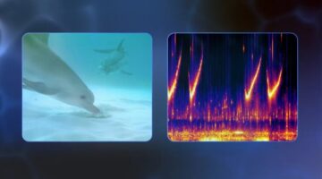 DolphinGemma ..  الذكاء الاصطناعي من جوجل يحاول فك شيفرة لغة الدلافين