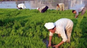 محافظة الدقهلية تضع خريطة زراعة الأرز لموسم 2025