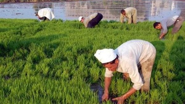 محافظة الدقهلية تضع خريطة زراعة الأرز لموسم 2025 محافظة الدقهلية تضع خريطة زراعة الأرز لموسم 2025