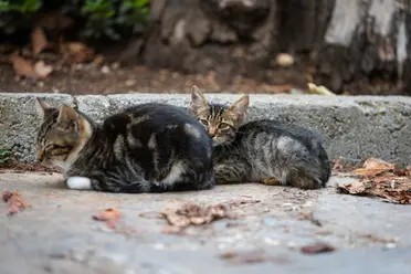 طفل يُشعل غضب الجزائريين.. شنق وعذب 15 قطا