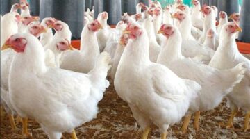 بورصة الدواجن اليوم.. أسعار الفراخ البيضاء تسجل 90 جنيها في الأسواق