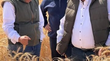 موسم حصاد القمح في جنوب سيناء: بحوث الصحراء يتابع الأنشطة البحثية ويشيد بالنتائج