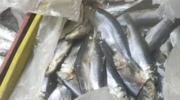 تموين الفيوم:  تضبط نص طن أسماك مجمدة غير صالحة للاستهلاك