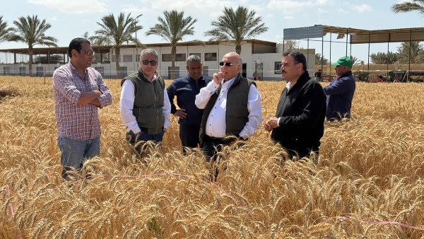 بدء موسم حصاد القمح بالحقل التجريبي لمحطة بحوث جنوب سيناء بدء موسم حصاد القمح بالحقل التجريبي لمحطة بحوث جنوب سيناء