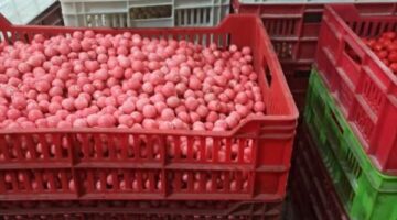 تموين بلبيس تضبط 180 ألف قطعة حلوى أطفال محظور تداولها ومجهولة المصدر