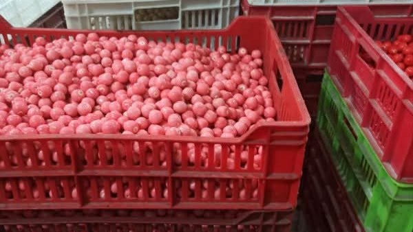 تموين بلبيس تضبط 180 ألف قطعة حلوى أطفال محظور تداولها ومجهولة المصدر تموين بلبيس تضبط 180 ألف قطعة حلوى أطفال محظور تداولها ومجهولة المصدر