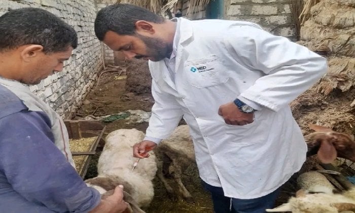 تحصين 184 ألف رأس ماشية ضد مرضى الحمى القلاعية و حمى الوادي المتصدع بالشرقية تحصين 184 ألف رأس ماشية ضد مرضى الحمى القلاعية و حمى الوادي المتصدع بالشرقية