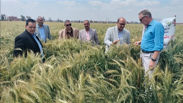 "البحوث الزراعية" ينفذ يوما حقليا موسعا للقمح بالشرقية ومشاهدة الصنف سدس 15 "البحوث الزراعية" ينفذ يوما حقليا موسعا للقمح بالشرقية ومشاهدة الصنف سدس 15