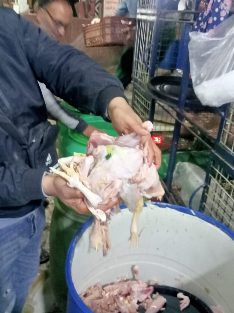 ضبط كميات كبيرة من الدواجن الغير صالحة للاستهلاك الآدمي بالمنوفية 