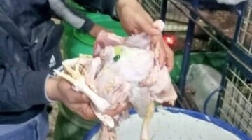 تزامناً مع أعياد الربيع وشم النسيم.. محافظ المنوفية: ضبط طن ونصف دواجن مجهولة المصدر