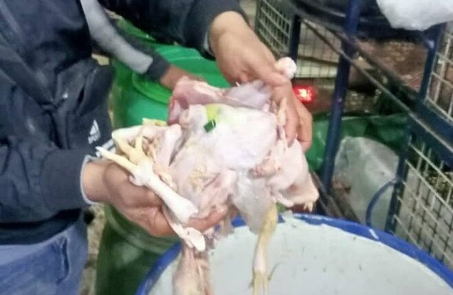 تزامناً مع أعياد الربيع وشم النسيم.. محافظ المنوفية: ضبط طن ونصف دواجن مجهولة المصدر تزامناً مع أعياد الربيع وشم النسيم.. محافظ المنوفية: ضبط طن ونصف دواجن مجهولة المصدر