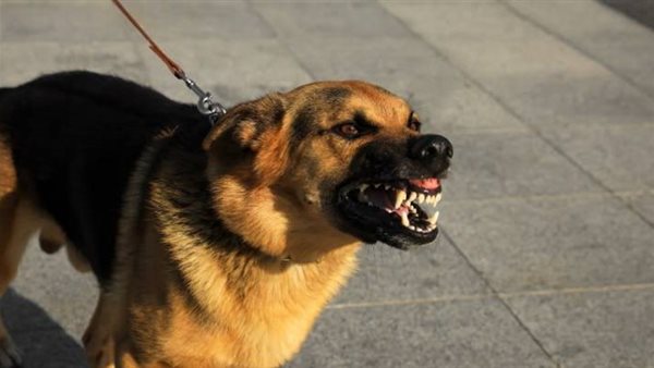 بينهم طفل وإصابة في الرأس.. تفاصيل عقر كلب لـ5 أشخاص بالغربية بينهم طفل وإصابة في الرأس.. تفاصيل عقر كلب لـ5 أشخاص بالغربية