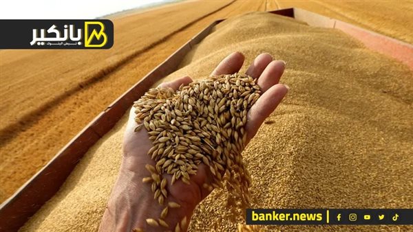 وزير التموين: صرف مستحقات توريد القمح خلال 48 ساعة من تاريخ التسليم وزير التموين: صرف مستحقات توريد القمح خلال 48 ساعة من تاريخ التسليم