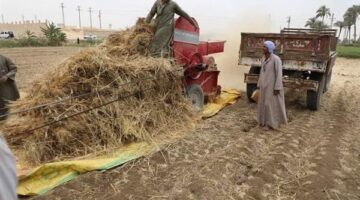 بدء موسم حصاد القمح بمحافظة القليوبية