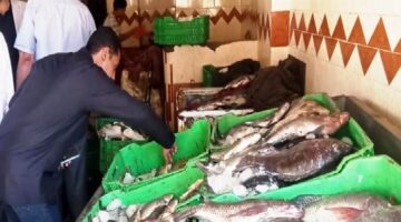 أسوان تُحكم الرقابة على الأسواق قبل شم النسيم.. تحرير 26 محضرًا وإعدام 35 كجم أسماك فاسدة