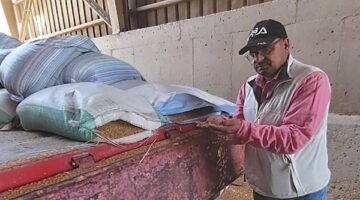 الجيزة تفتح أبواب الصوامع والشون لاستقبال الذهب الأصفر