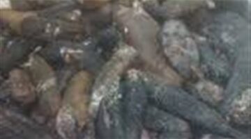قيمتها مليون جنيه.. ضبط 600 كيلو خيار البحر محظور صيده داخل مخزن بالسويس