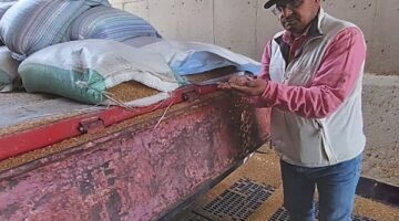 محافظ الجيزة: المواقع التخزينية بدأت في استقبال القمح المحلي من المزارعين