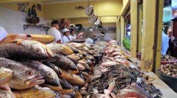 50 طنًا في أسبوع.. مزرعة برسيق بالبحيرة تطرح البلطي والبوري والطوبار| صور