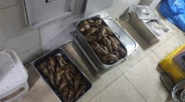 ضبط منتجات غذائية مجهولة المصدر خلال حملات على المطاعم والمحال بالعبور
