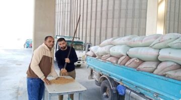 شون وصوامع المنيا تستقبل 8205 أطنان من القمح