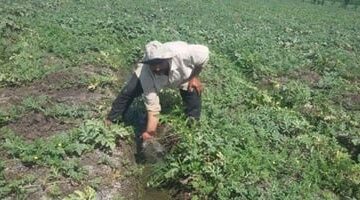 خطأ لم يحدث منذ عقود..  من المتسبب في غرق آلاف الأفدنة الزراعية في مصر؟ هل للأمر علاقة بالسد الإثيوبي ؟ لماذا لم يشف بيان وزارة الرى الغليل؟وما أسباب اعتبار خبراء المياه الواقعة جرس إنذار ينبغي الانتباه إليه قبل فوات الأوان؟
