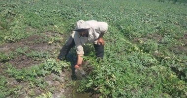 خطأ لم يحدث منذ عقود.. من المتسبب في غرق آلاف الأفدنة الزراعية في مصر؟ هل للأمر علاقة بالسد الإثيوبي ؟ لماذا لم يشف بيان وزارة الرى الغليل؟وما أسباب اعتبار خبراء المياه الواقعة جرس إنذار ينبغي الانتباه إليه قبل فوات الأوان؟ خطأ لم يحدث منذ عقود.. من المتسبب في غرق آلاف الأفدنة الزراعية في مصر؟ هل للأمر علاقة بالسد الإثيوبي ؟ لماذا لم يشف بيان وزارة الرى الغليل؟وما أسباب اعتبار خبراء المياه الواقعة جرس إنذار ينبغي الانتباه إليه قبل فوات الأوان؟