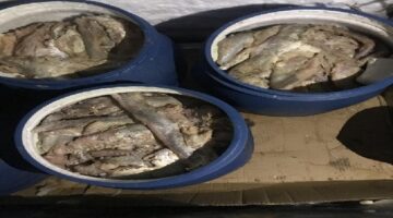 ضبط أكثر من 10 أطنان فسيخ ورنجة فاسدة خلال حملات مكثفة بأسواق القاهرة استعدادًا لأعياد الربيع