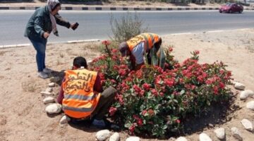 استعدادًا للاحتفال بأعياد الربيع.. زراعة الزهور وتهذيب المسطحات الخضراء بحدائق وميادين الإسماعيلية