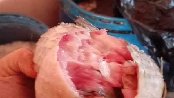 ضبط 10 طن رنجة وفسيخ غير صالحة للاستهلاك الآدمى بالقاهرة ضبط 10 طن رنجة وفسيخ غير صالحة للاستهلاك الآدمى بالقاهرة