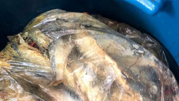 ضبط ٢٤٠٧ كيلو أسماك مملحة غير صالحة للاستهلاك الآدمي بالإسكندرية ضبط ٢٤٠٧ كيلو أسماك مملحة غير صالحة للاستهلاك الآدمي بالإسكندرية