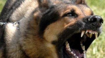 الأمن يفحص حالة سحل محصّل ترام سيدي بشر بالإسكندرية والتعدي عليه بكلب شرس