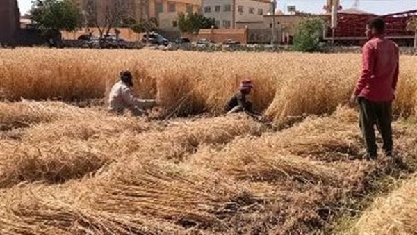 “الذهب الأصفر” يتلألأ في الحقول.. بدء موسم حصاد القمح وتوقعات بإنتاجية قياسية “الذهب الأصفر” يتلألأ في الحقول.. بدء موسم حصاد القمح وتوقعات بإنتاجية قياسية