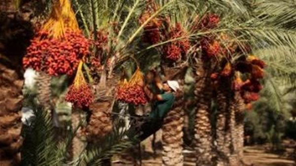 توصيات فنية لمزارعي “نخيل البلح” خلال أبريل.. خطوات لزيادة الإنتاج توصيات فنية لمزارعي “نخيل البلح” خلال أبريل.. خطوات لزيادة الإنتاج