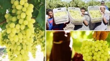 الزراعة تصدر توصيات فنية لمزارعي العنب خلال أبريل